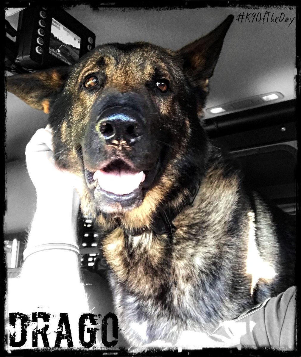 Christina_Roof's tweet photo. My thoughts and prayers are with #WilCo's K9 Drago. He was rushed to emergency surgery after his stomach flipped. Thankfully he has an amazing vet, who was able to save his life.

Remember to please be careful during &amp; after meal time w/ large breeds. Handlers must know this. https://t.co/vjmquDxryD