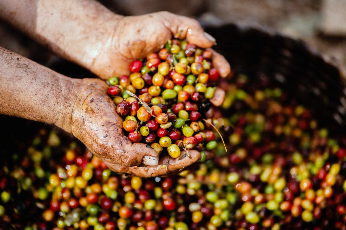 On vous parle des vertus du café vert dans notre article du jour. L'huile extraite de la graine avant torréfaction est pleine de ressources pour notre peau. ow.ly/RNSH50wGNBR
#secretsdejoelle #formulesdejoelle #greencoffee #artisanat #madeinfrance #soinsnaturels #cosmetics