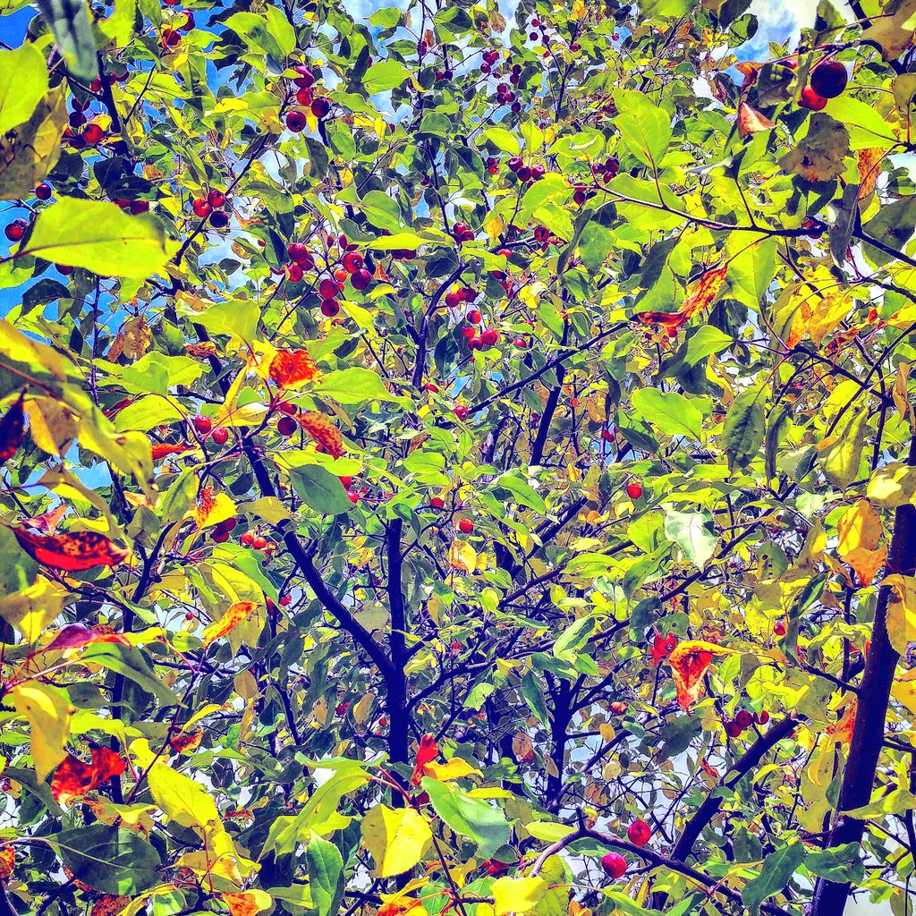 Stacey1_19_1987's tweet photo. #Autumn #Fall #Colors #MN #IronrangeMN #Leaves https://t.co/GYgqzQrZEe