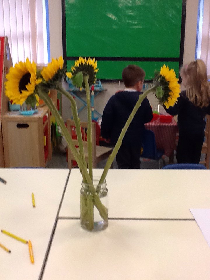 TynewyddNursery's tweet photo. Yellow week has kept us busy in Nursery! We've been threading Cheerios onto dry spaghetti stuck in bananas, we've painted yellow sunflowers, decorated ducks with yellow materials and made yellow ducks out of yellow play dough! #developingourskills @TynewyddPrimary https://t.co/MhdGUqnAv0