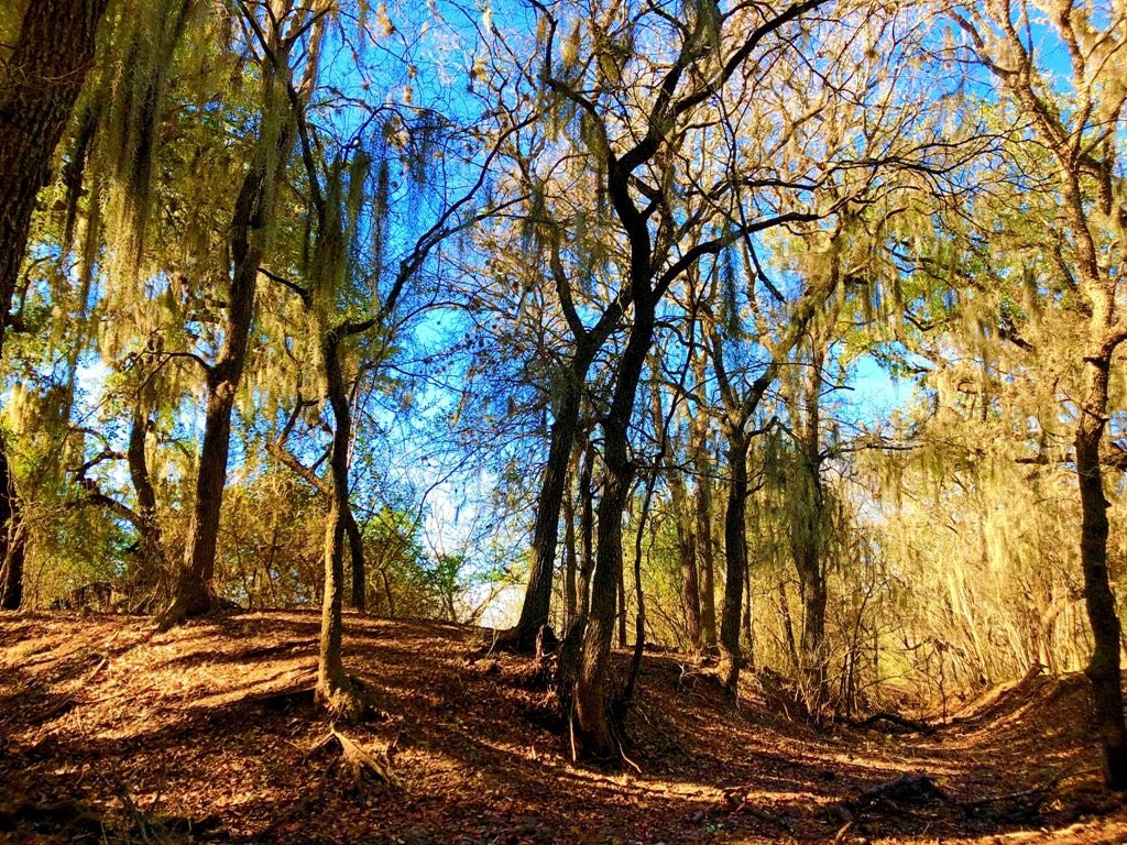 TX_Ranches4Sale's tweet photo. This 234 acre hunting ranch is about an hour drive from San Antonio. It has a wet weather creek scattered with mature oaks and offers a perfect canvas for a homesite/hunting/cattle ranch.

#buylandlivewell #cattleranch #huntingranch #ranchbroker #southtexasranches #southtexas https://t.co/HY1t146d64