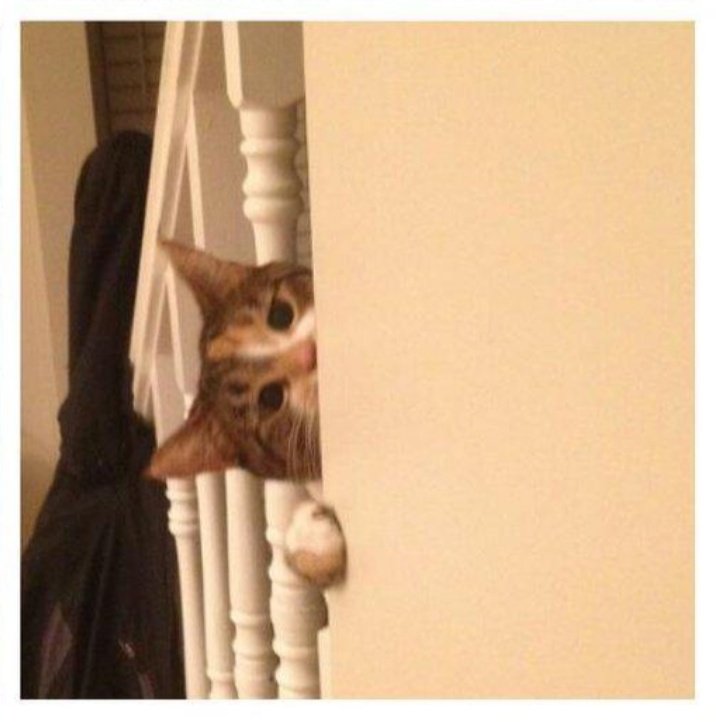 wendykraff's tweet photo. @SecAwareCo @StaySafeOnline Security Cat on Duty #BeCyberSmart #ProtectYourBooty https://t.co/V60aYNeKxd