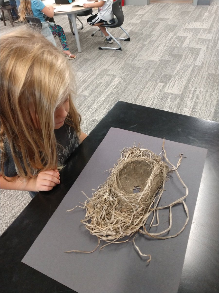 mrspeterskg's tweet photo. Observing a bird's nest and drawing what we see in our science journal. #ScienceNotebooking @NBEbulldogs https://t.co/i36O9QvWg9