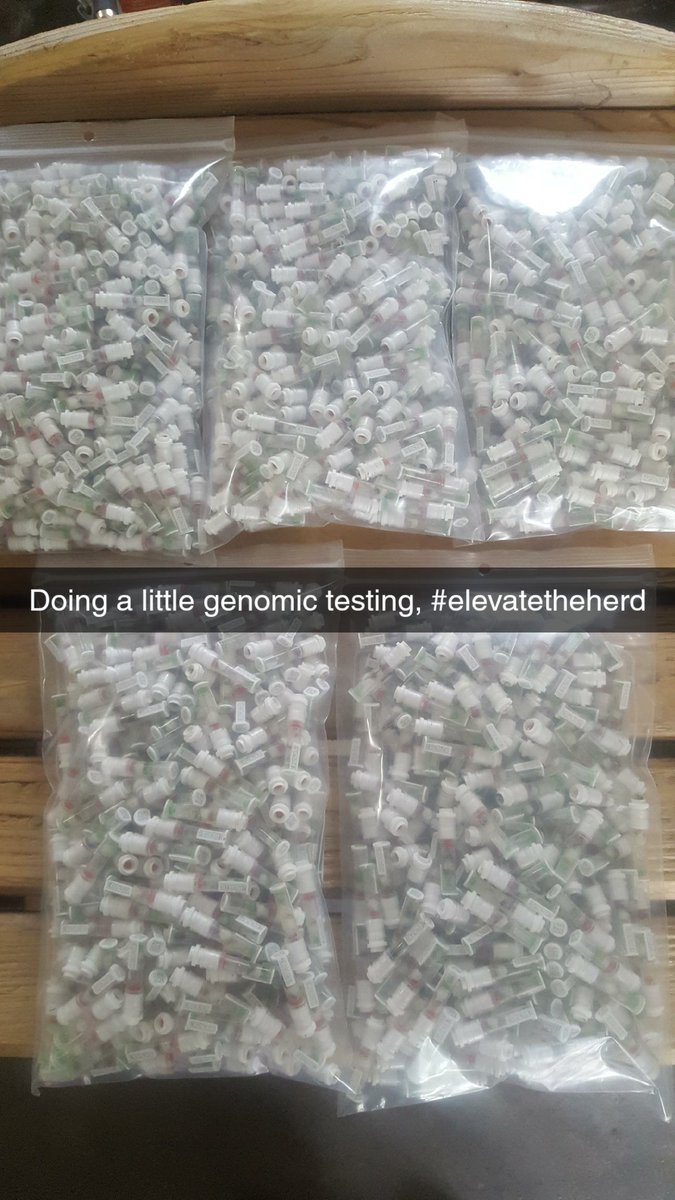 darrelhylite's tweet photo. Some more genomic testing completed, #semexsolutions
#elevateyourherd https://t.co/okGuah3mnf