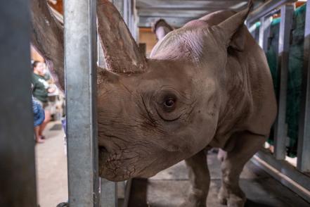 MSUnews's tweet photo. For the first time, there is a pregnant black rhinoceros @potterparkzoo and @msuvets are part of the team bringing her to term. 🦏 https://t.co/LsEjTfR7bW https://t.co/wybOc9uY5T
