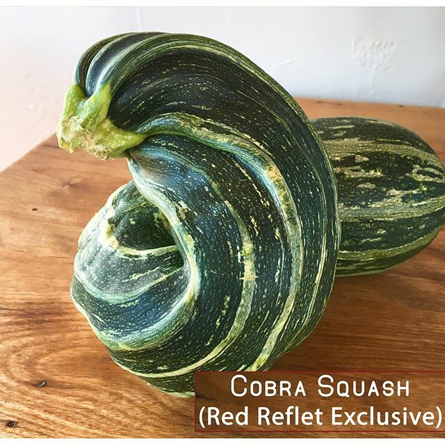 RedRefletRanch's tweet photo. Lurking in our garden...the elusive cobra squash found only at Red Reflet Ranch - tastes like chicken😊 https://t.co/IVrIfvXDEt https://t.co/dPLSWChZqZ