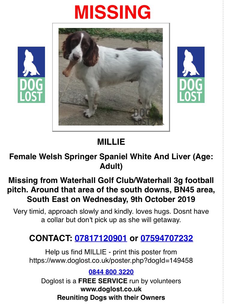 rosiedoc666's tweet photo. LOST - MILLIE - #WelshSpringerSpaniel white&amp;liver adult 9/10/19 Waterhall Golf Club/Waterhall 3G football pitch around that area of #SouthDowns #BN45 
❗️VERY TIMID - APPROACH SLOWLY/GENTLY - SHE COULD RUN❗️

https://t.co/iPgqkBUXfj https://t.co/haj1bgcDjM