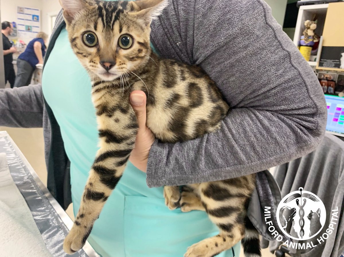 MilfordAH_CT's tweet photo. Zoey is a very lovely Bengal kitty that came to see us last week. It’s hard to see here but her spots are heart-shaped! 😍
#ilovemyvet #begalcats #kitten #firstkitten #milfordanimalhospital #milfordct #babycat #veterinarian #veterinarymedicine #veterinarytechnician https://t.co/7vww0Mwf2C