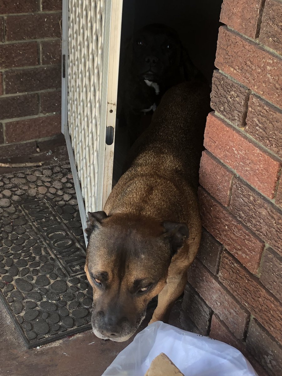 StaffyPatrol's tweet photo. Can we come π ruby where are you? Come into the daylight so I can see youπ€£ #staffypatrol #jager #ruby #camoflauge #doorstoppers #weontherun #inorout #sneakydogs #dailystaffies #staffysoftwitter #staffys #staffies #englishstaffys #englishstaffies https://t.co/kXtwVKUYKG
