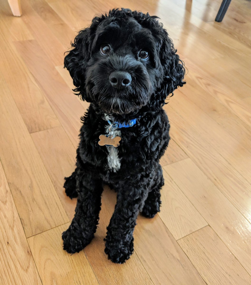 CCTravails's tweet photo. @dailybeanspod This Bo. He is a VERY good dog. https://t.co/WoOZJ9UujP