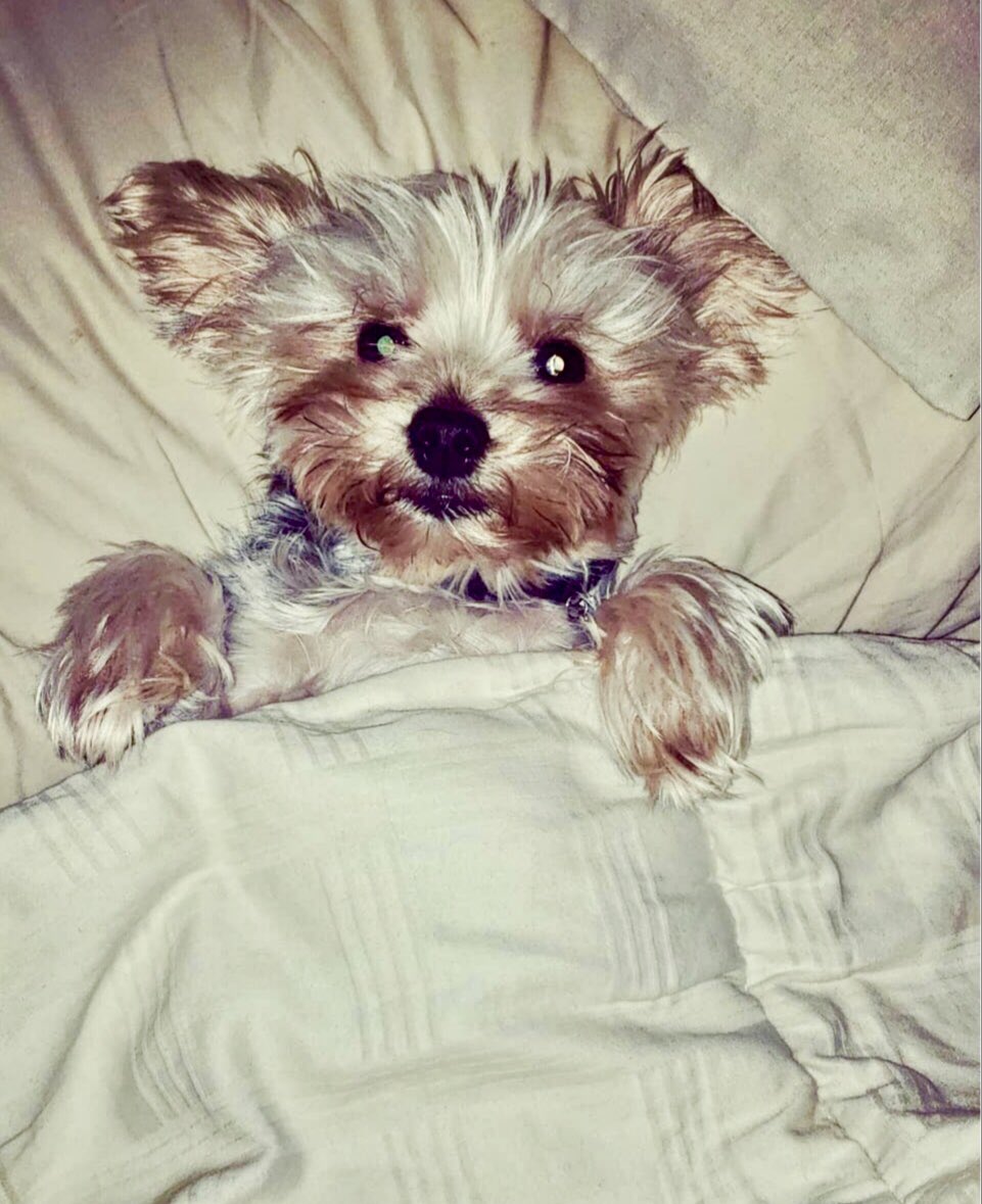 Columbus_84's tweet photo. #IHXPETS my lil fur baby in bed (yes he sleeps like this every night with his head on the pillow under the covers!!) he’s usually against me too lol Niko will cry if I don’t hold him hahaha spoiled Yorkie!! 😂🤣 https://t.co/AT3cx4IAdu