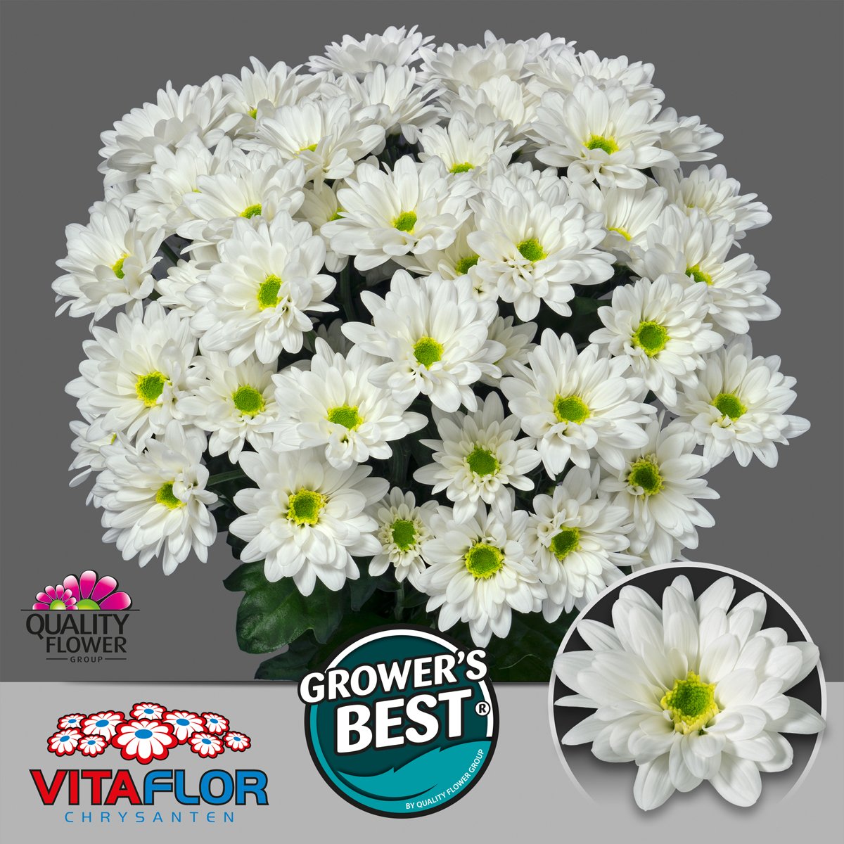 Heeft u deze witte parel al geprobeerd ? Chrysanthemum Life van <a href="/vitaflorbv/">Bas Wijk Van</a>