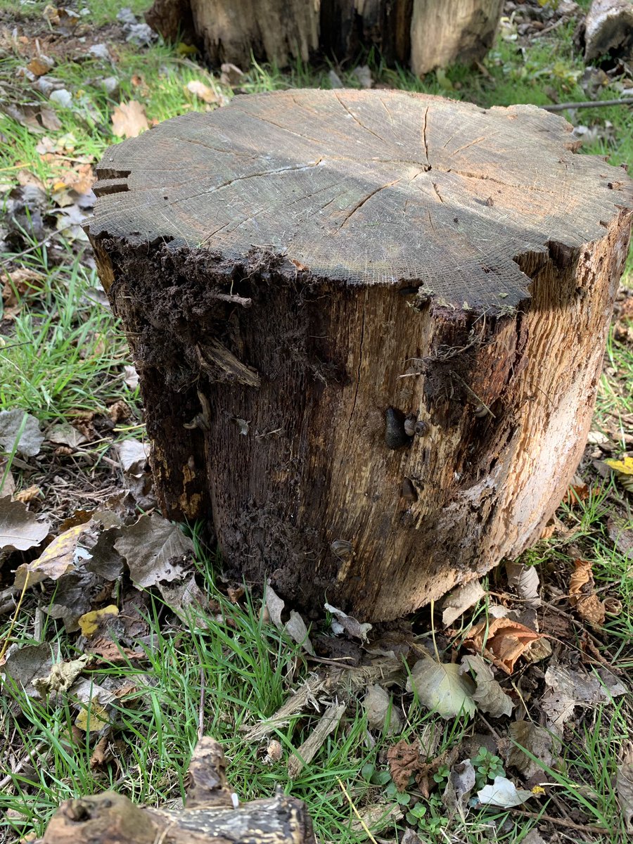 MissRolph's tweet photo. During my class ‘Wellie Wednesday’ session, the children discovered these wonderful logs! They created lots of discussion between the children on which animals could live there! 🦔🐿🐌 #seizetheseason https://t.co/5B8W5Wqb2Q