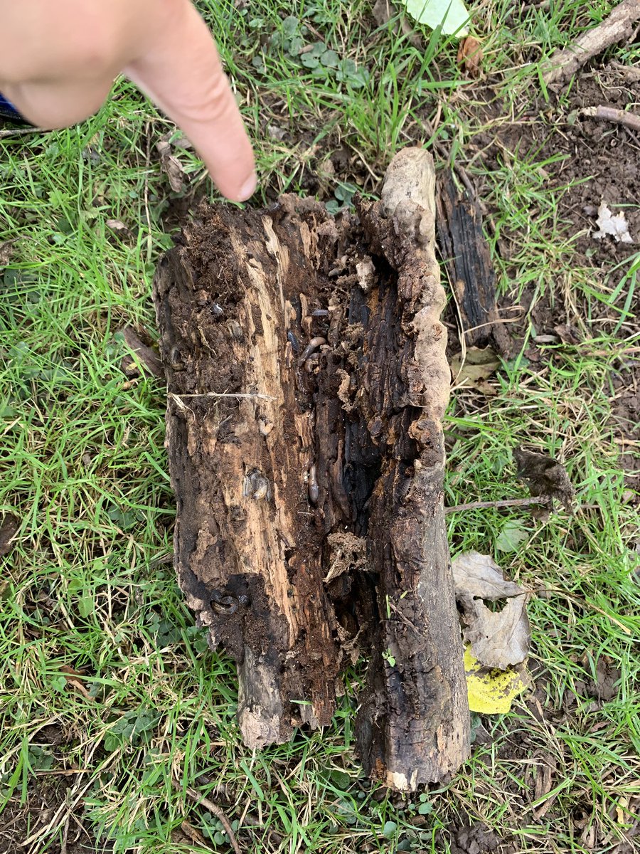 MissRolph's tweet photo. During my class ‘Wellie Wednesday’ session, the children discovered these wonderful logs! They created lots of discussion between the children on which animals could live there! 🦔🐿🐌 #seizetheseason https://t.co/5B8W5Wqb2Q
