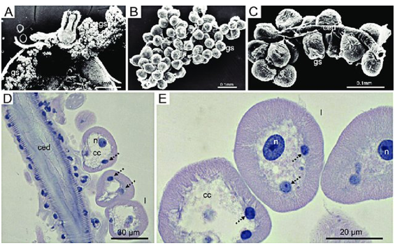 micmbel's tweet photo. Some more images of the works published by the Brazilian Center of Studies on Ticks Morphology (BCSTM) of UNESP of Rio Claro, SP, Brazil. Enjoy the salivary glands of Amblyomma cajennense https://t.co/1hS5ztKZ4R