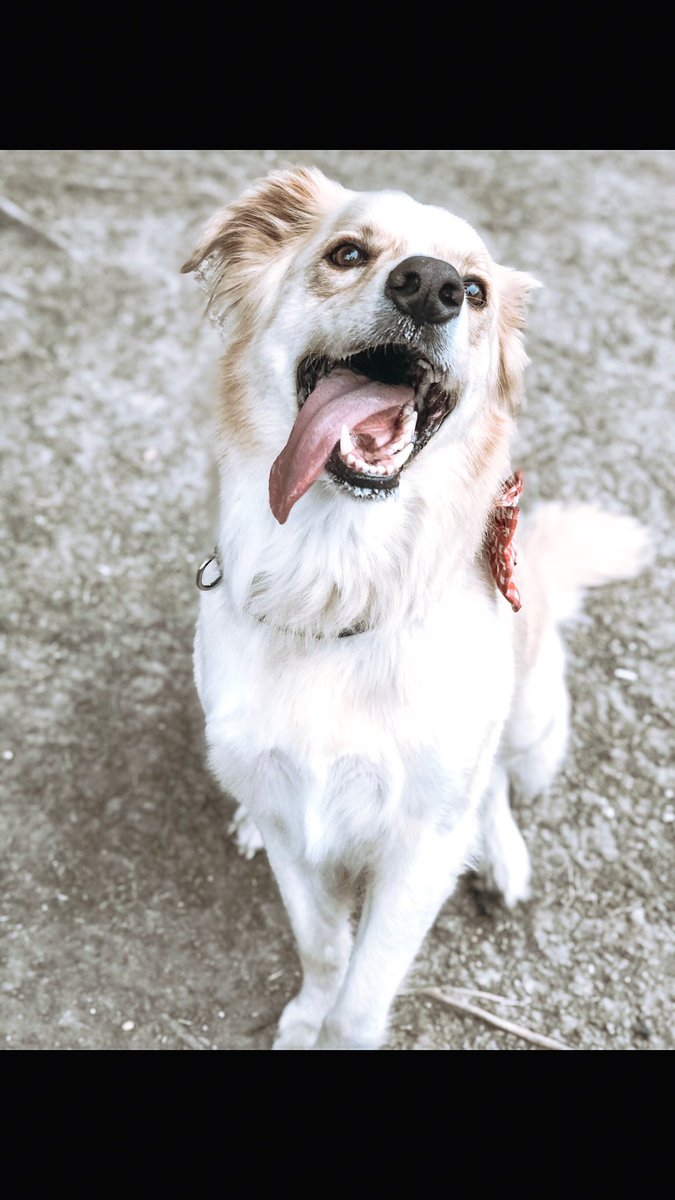 VilleConnection's tweet photo. Life is perfect with your four legged friend, that’s why we’re pet friendly! Secure your home with your favorite pet today! 🐾
•
•
•
•
#LoveWhereYouLive #SHSU #TheConnectionSHSU #LoveWhereYouLive https://t.co/FU0QFuCjh9