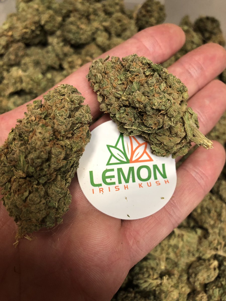 FarmLough's tweet photo. With the cultivation expertise of our team at #loughfarm we are delighted to announce that #Hempture #Irish #Kush is now available once again in #ireland Via: https://t.co/YNeNZF7r0t This strain is Irelandโs first @IIHA_Ireland APPROVED. Tested by @EirlabIRELAND 20% Cannabinoids https://t.co/HAkyxZfpeL