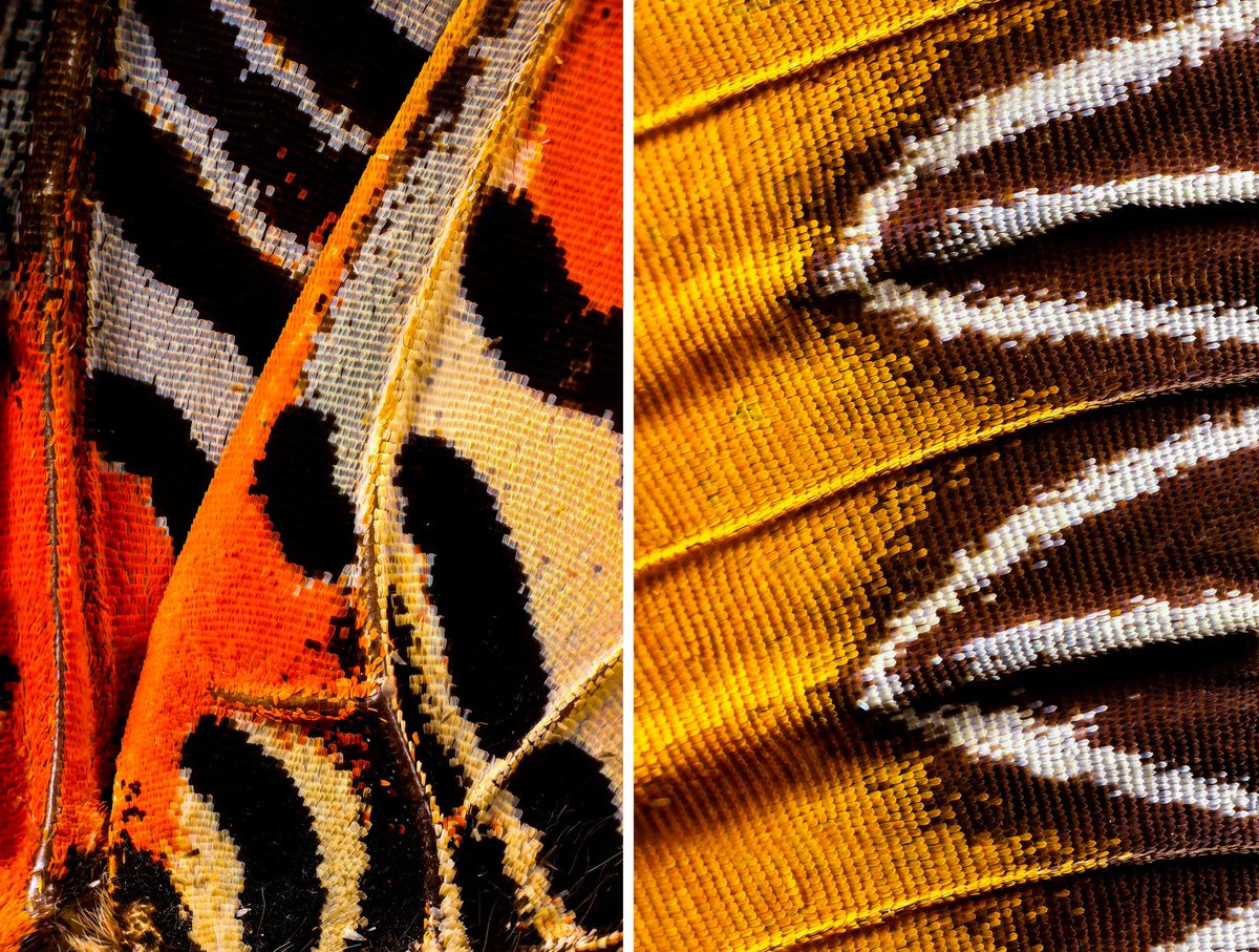 thisiscolossal's tweet photo. Macro photography reveals the dazzling scales and multi-colored hairs that cover butterfly wings

https://t.co/I7Rp9i4kdZ https://t.co/pjWkntiW5U