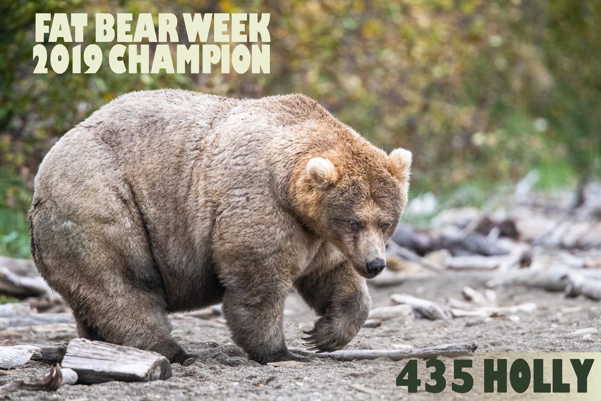She is fat. She is fabulous. She is 435 Holly. And you voted her the 2019 Fat Bear Week Champion. All hail Holly whose healthy heft will help her hibernate until the spring. Long live the Queen of Corpulence!
#FatBearWeek #FindYourPark #BearCam