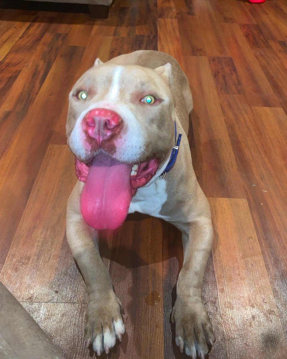 Stndst1lL_wiL's tweet photo. Gunther πΎ #Bullylyfe https://t.co/z4NOieQnl6