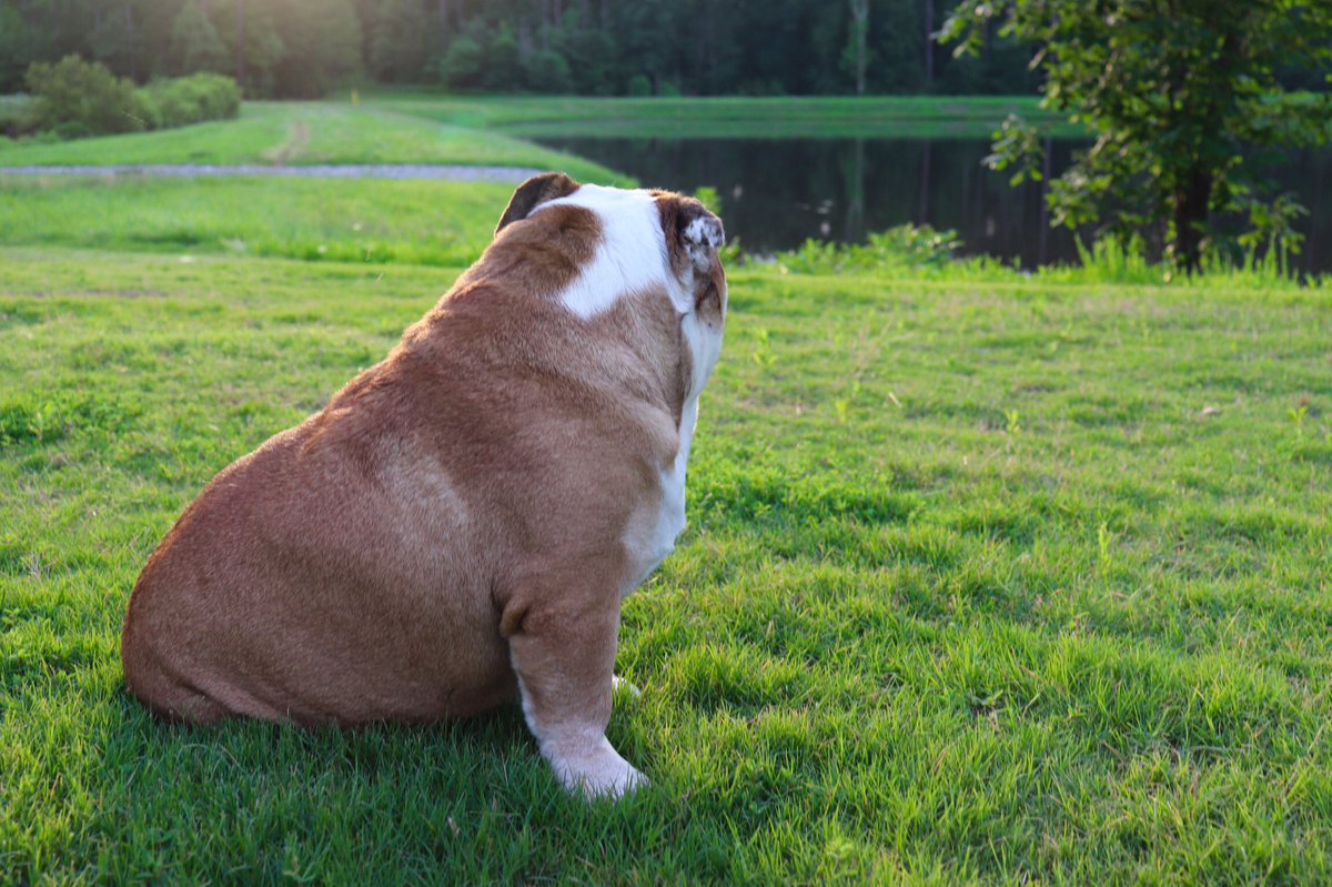 PhotosByWilliam's tweet photo. Summer evenings by the pond
#photosbywilliam #englishbulldog #Durham #NorthCarolina https://t.co/MobBgINBIP