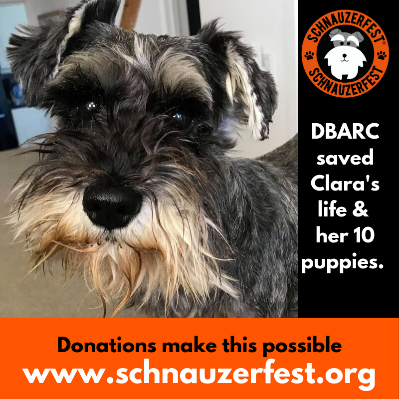 SchnauzerfestUK's tweet photo. Without #Schnauzerfest funds #DBARC wouldn't be able to do all they do for dogs like Zena &amp; Clara. Clara's vet bills cost around £5000. Cataract surgery to restore sight for dogs like Zena costs around £500. Please donate today, help us transform lives. 
https://t.co/Yqdp8Ln8Oj https://t.co/tDjAn9KVWz