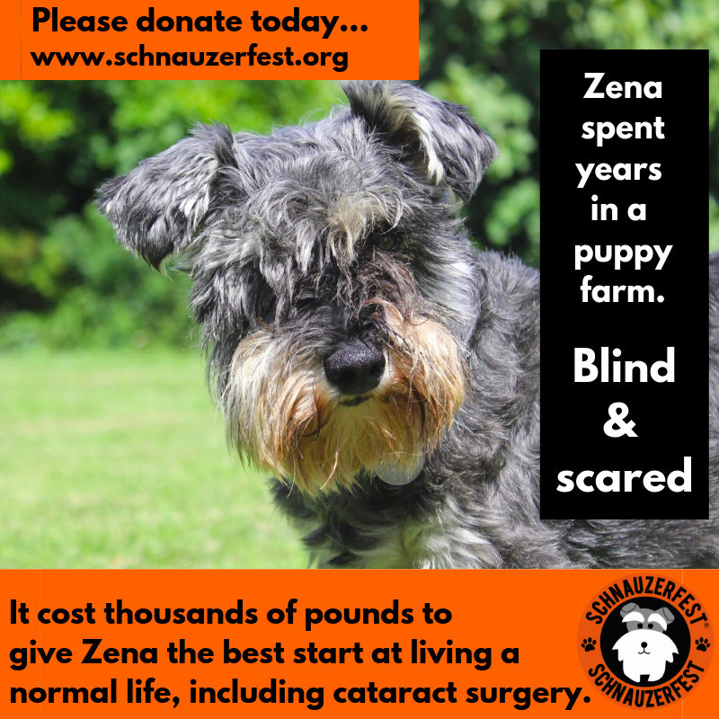 SchnauzerfestUK's tweet photo. Without #Schnauzerfest funds #DBARC wouldn't be able to do all they do for dogs like Zena &amp; Clara. Clara's vet bills cost around £5000. Cataract surgery to restore sight for dogs like Zena costs around £500. Please donate today, help us transform lives. 
https://t.co/Yqdp8Ln8Oj https://t.co/tDjAn9KVWz