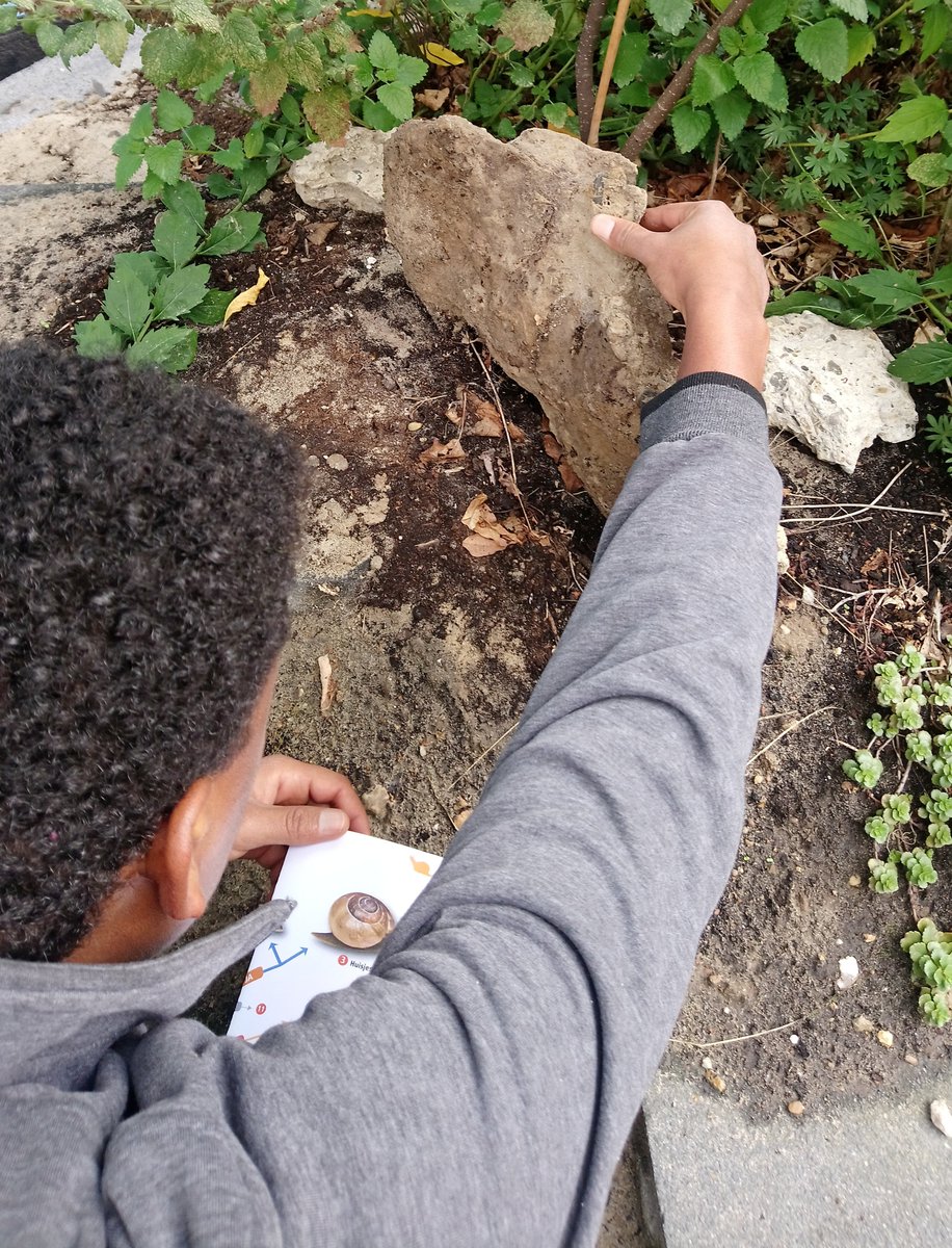 SBL_WUR's tweet image. Vanmiddag gezamelijk de betegelde patio van ons kantoor geteld voor de #bodemdierendagen. Er zaten verrassend veel bodemdieren. De tegeltuin kreeg maar liefst een 8.3! We hopen binnenkort ook nog naaktslakken en mollen tegen te komen.“ Tel ook mee! @niooknaw @VroegeVogels