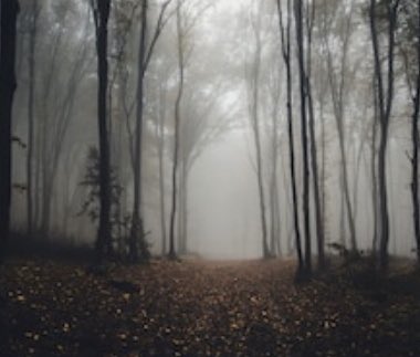 She felt much like a gazelle being hunted by lions as she slalomed through the trees without daring to look back. #hollywoodsevilsecret #bookcaption #marilynmonroeconspiracy #conspiracytheory #hollywoodconspiracy