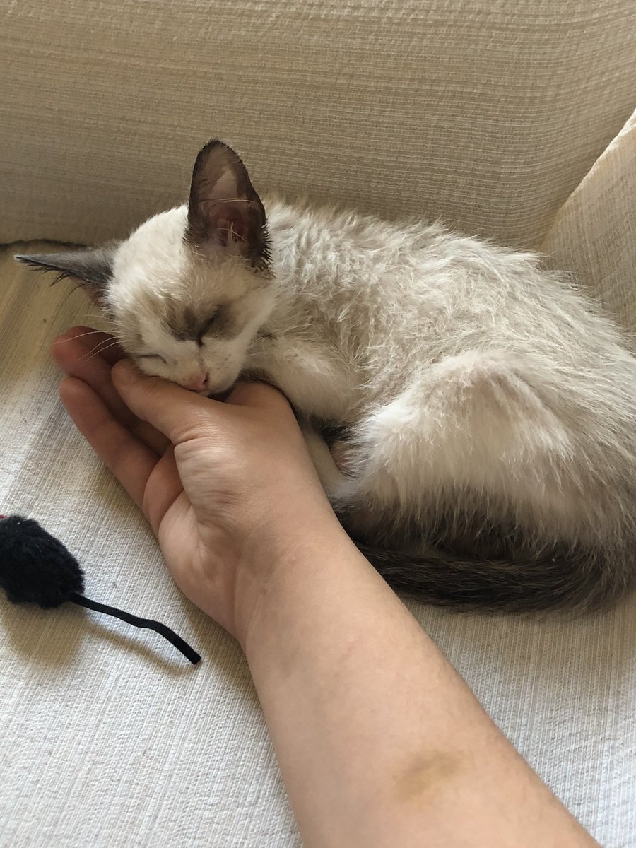 artsyjohnny's tweet photo. meet connor 🥰 https://t.co/8XwfbXVuUL
