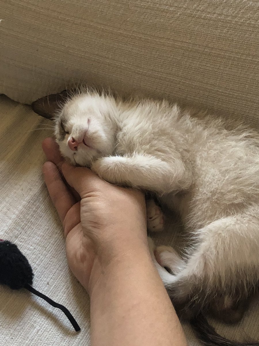 artsyjohnny's tweet photo. meet connor 🥰 https://t.co/8XwfbXVuUL