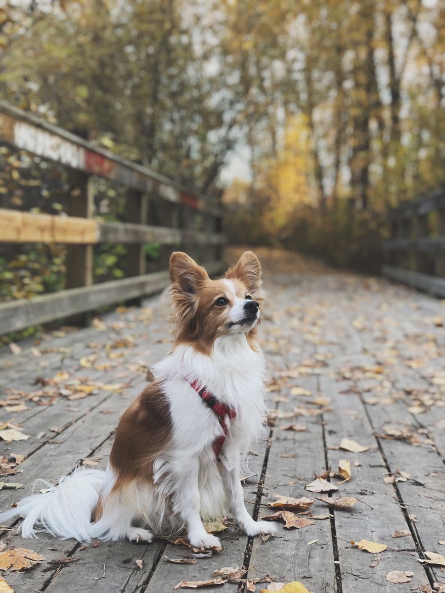 Went for my first ever walk at Cottonwood Island Park this evening! Invited some friends (both human, and non) to come along! Meet Dakota. 🍂💕