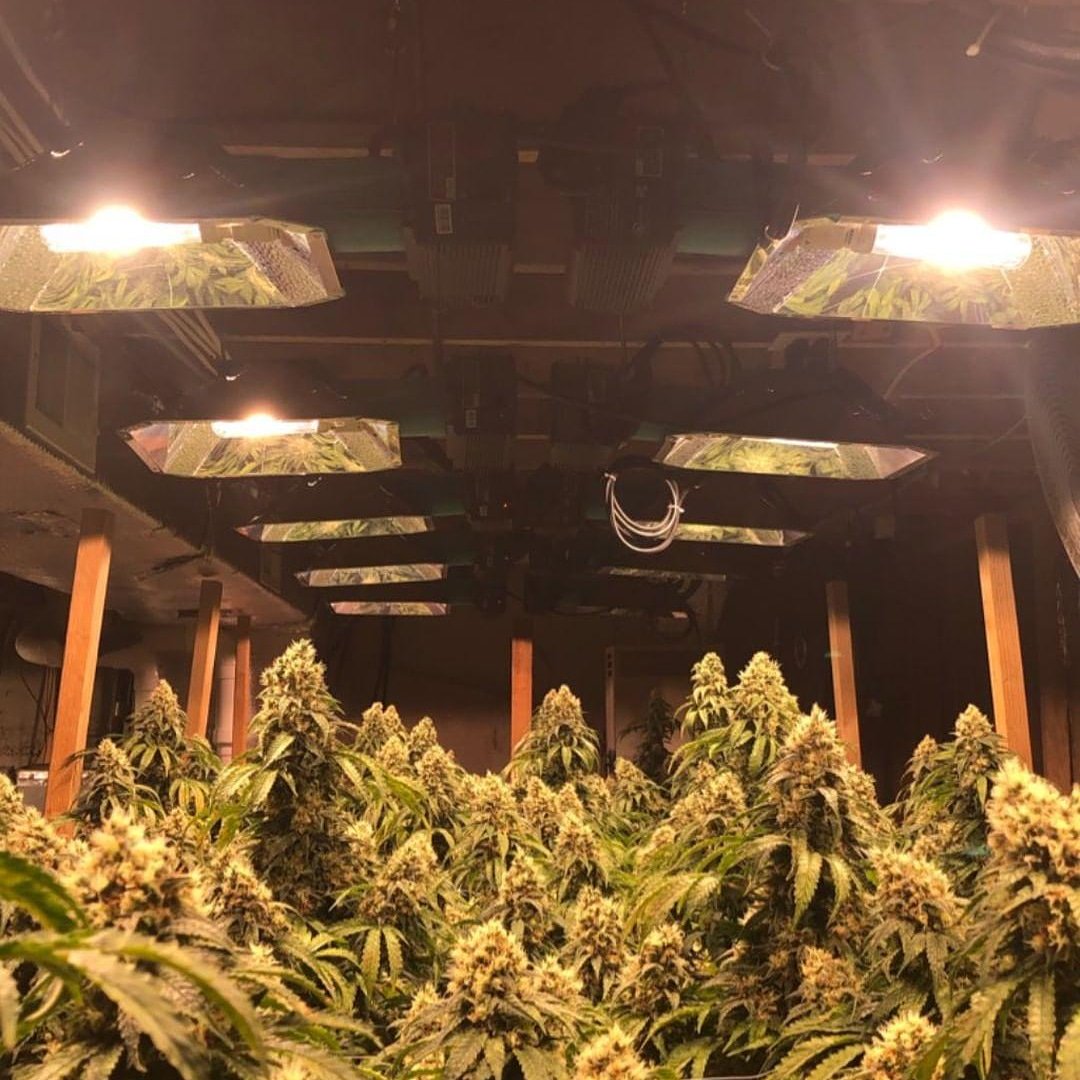 SunPlix's tweet photo. Grown under #sunplix_cmh #CMH #growlights
#cmh3153kr #cmh315s #cmh315w #cmh315 #cmh315wfixture #315lec #lec #lec315watt #lec315 #lec315w #315wcmh #315cdm #315cmh #315watt #fullspectrum #cdm #philips #growlighting #growlight #growlightfixture #growlightsystem #growlightkits https://t.co/vlVmSuOLJa
