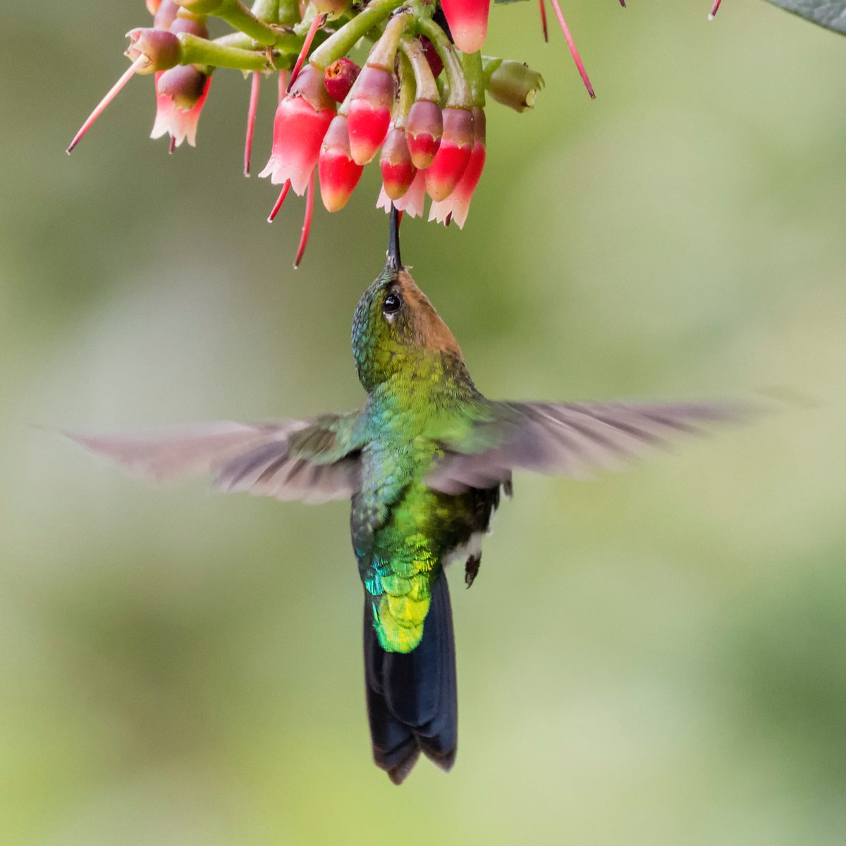 diegoetorres's tweet image. Una pequeña bellezura, antes de ir a dormir.