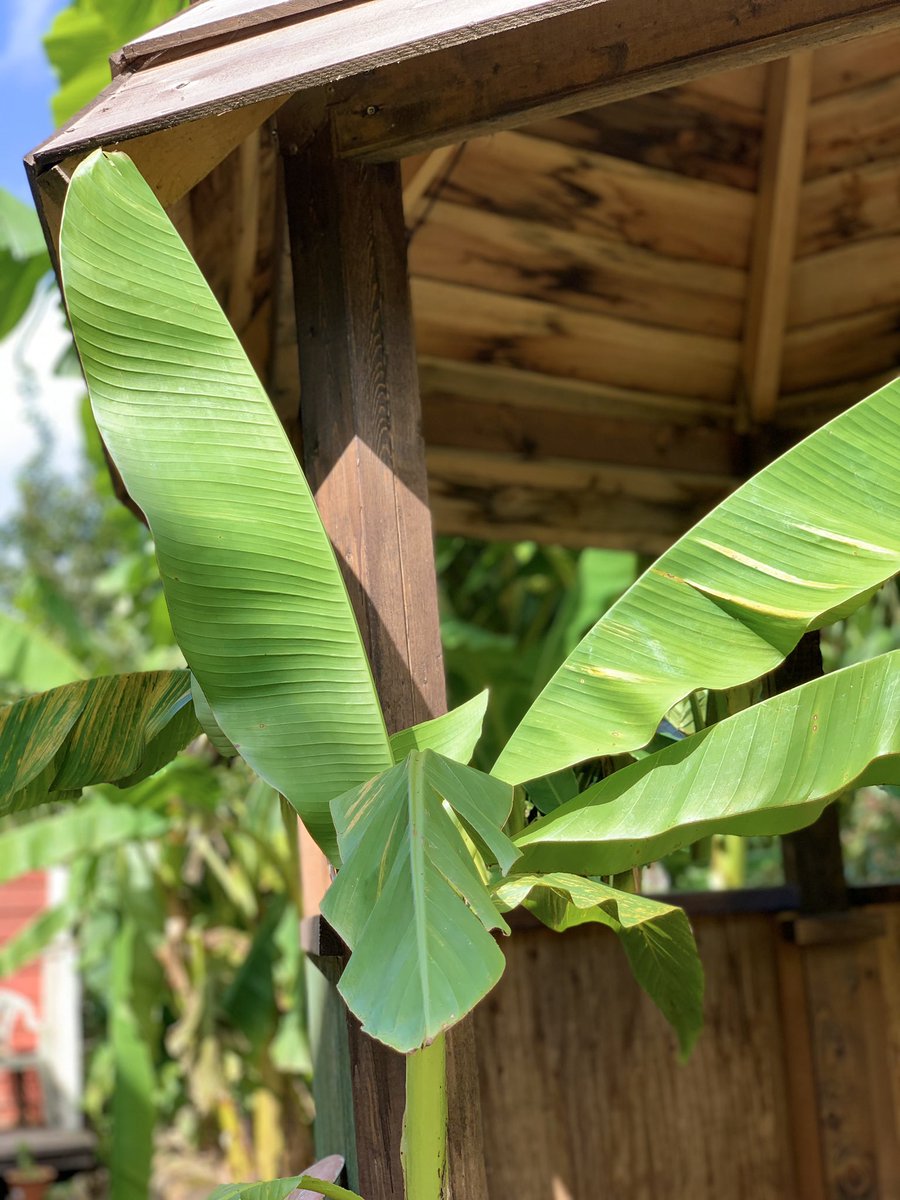 Burnsgreen まだまだ元気な芭蕉の苗があなたのお迎えを待っています 芭蕉 芭蕉専門店 ジャパニーズバナナ バナナ 観葉植物