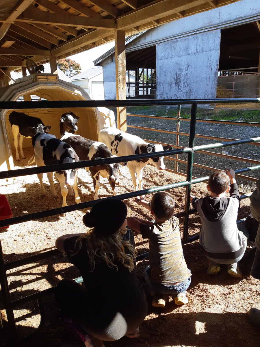 Who's observing who? #friendswithcows #sd33learns #agricultureclassroominresidence  <a href="/BCMilk/">BC Dairy</a>