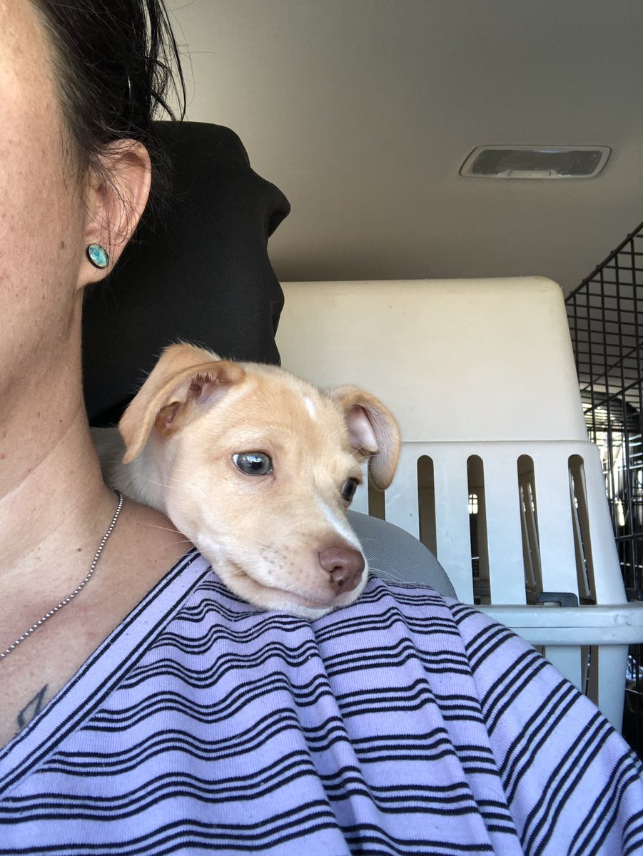 pawsibilitiesNV's tweet photo. Doggie transport! This little cutie is serving as an excellent neck warmer #AdoptDontShop #rescuedismyfavoritebreed https://t.co/AmMHhXIhLI