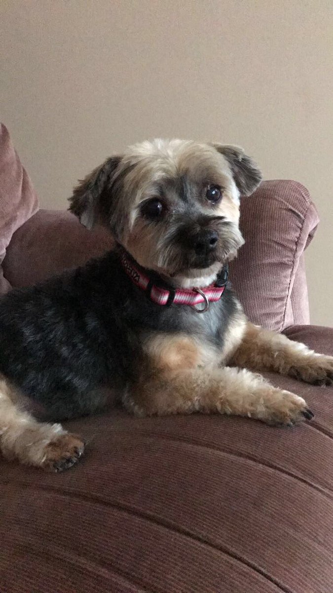 jason_laforest's tweet photo. Rest easy girl ❤️❤️ https://t.co/gTO8I91Nqn