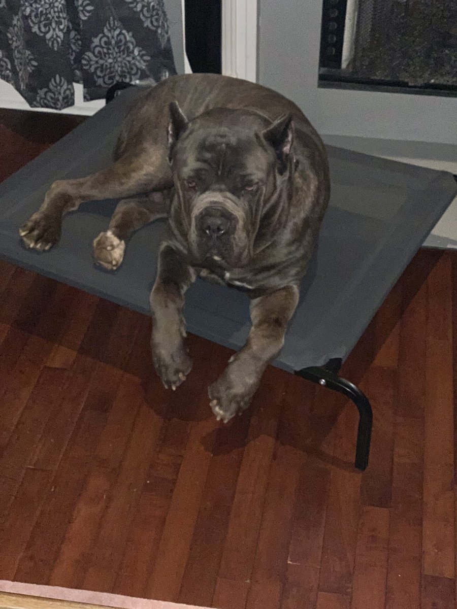 off the chain k9 training