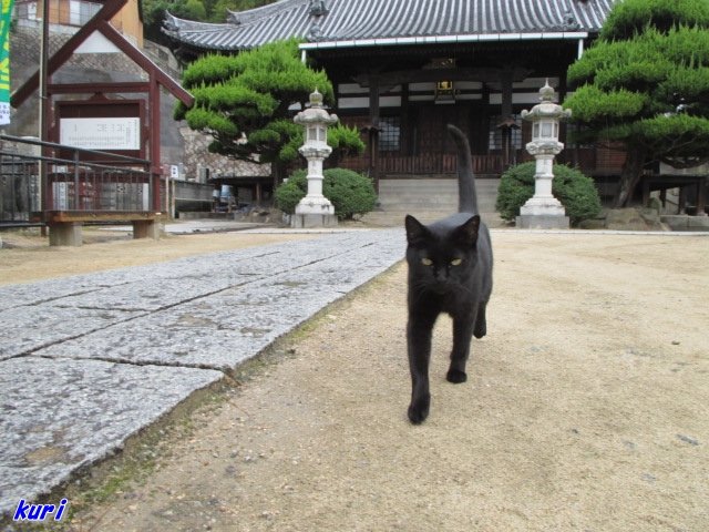 尾道猫 Twitter Search Twitter