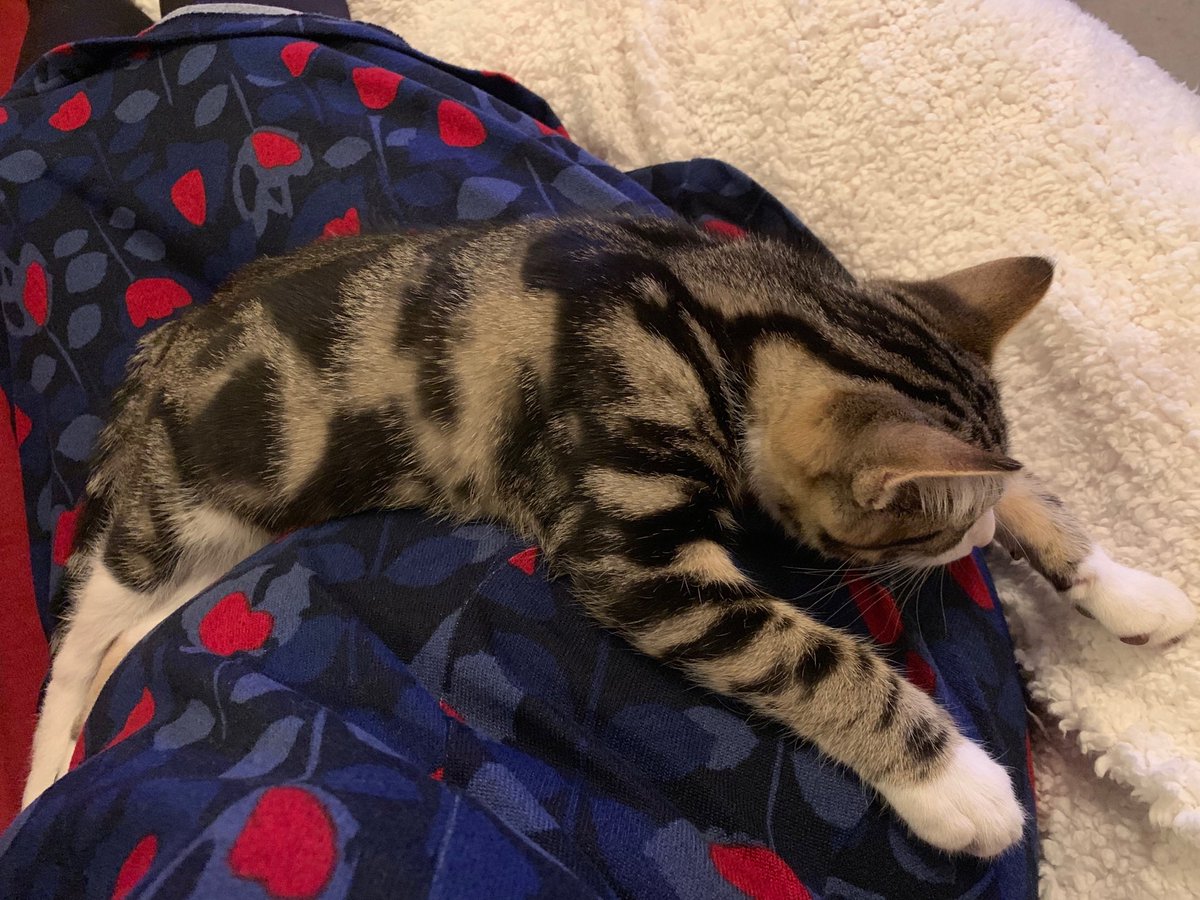 JJ_brum's tweet photo. Maxwell is worn out- after driving my poor kind friend crackers after 2 days of kitten sitting. #maxcam #makeyourselfcomfy https://t.co/40HTFCt4ew