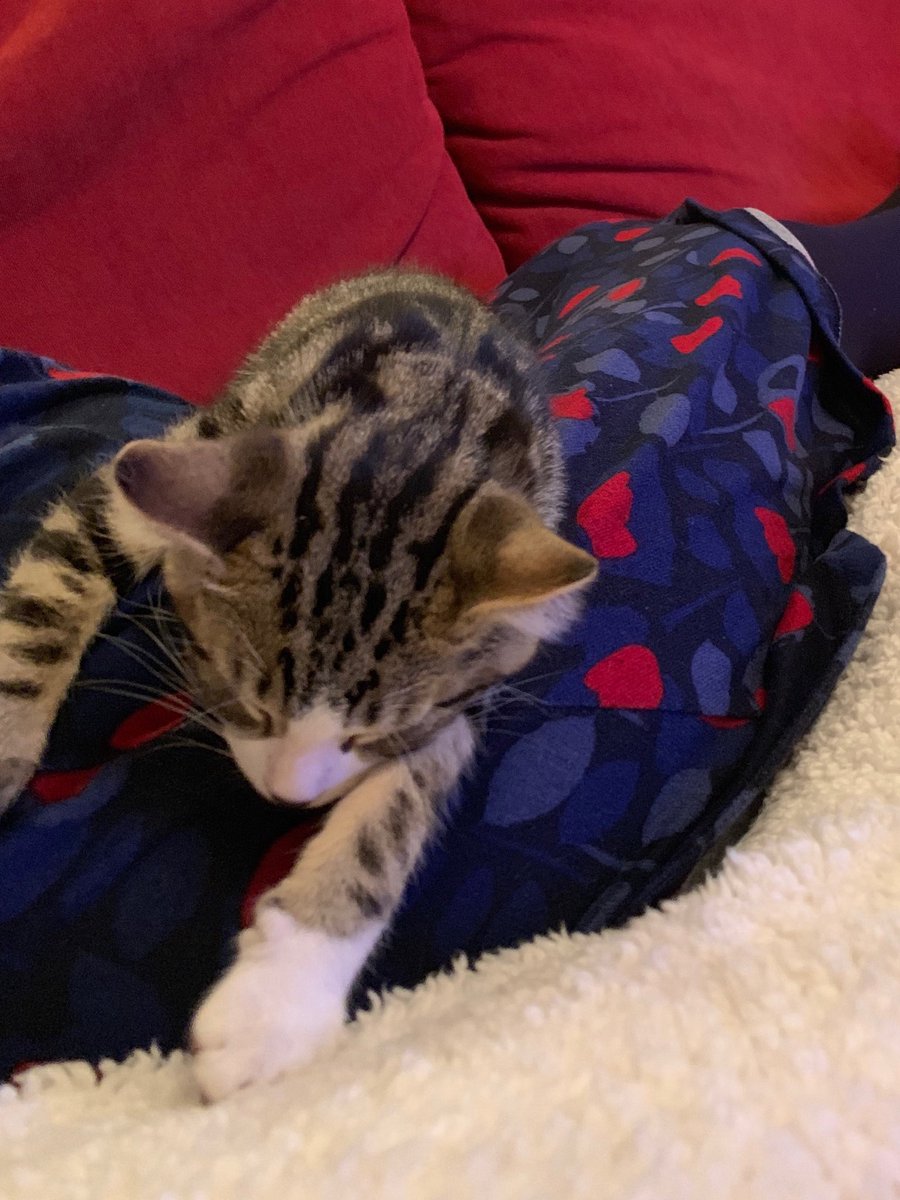 JJ_brum's tweet photo. Maxwell is worn out- after driving my poor kind friend crackers after 2 days of kitten sitting. #maxcam #makeyourselfcomfy https://t.co/40HTFCt4ew