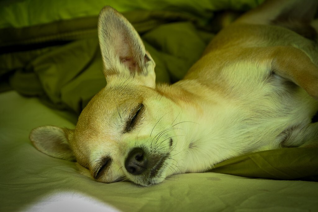 LCooperPhoto's tweet photo. It’s an easy life for a dog.
•
•
#photographer #nottinghamphotographer #photography #mynikonlife #nikond7200 #nikon #mynikon #amateur #amateurphotographer #nikonphotos #nikonphotography #Chihuahua #doglovers #DogsofTwittter #doggyssmile https://t.co/Z3qGHw88A6