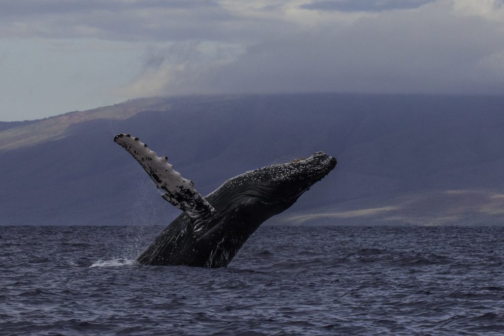 MauiNOW's tweet photo. Pacific Whale Foundation Spots Its First Whale of the Season https://t.co/LaPyYkp9Q0 https://t.co/CIRcV3n99i