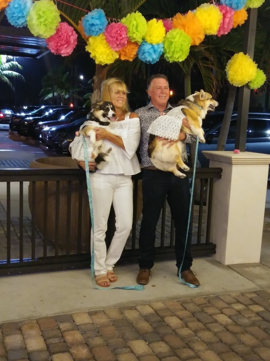 PandaTheCorgi's tweet photo. Our pawrants got hitched and we were the ring bearers! @CorgiNation @CokinosSamaraWx @DaveCocchiarell @TheDailyCorgi @AlexvWESH @KirstinNews6 https://t.co/5qjLdayvMn