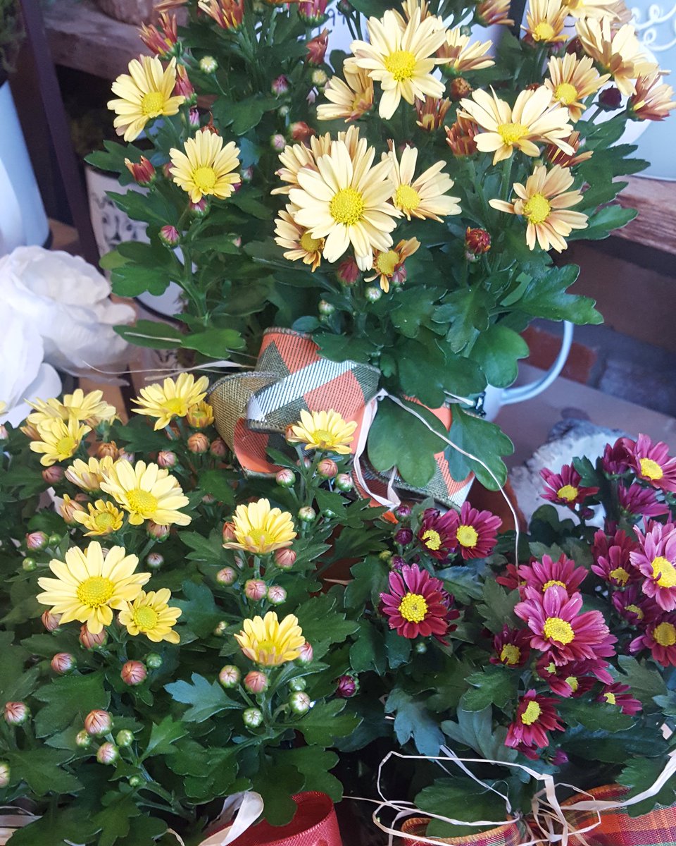 Purplepansythe's tweet photo. Mini mums pots (fleurettes) great for your Thanksgiving dinner table. #fallmums #falldecor #setaperfecttable #ckliving #downtownchatham #chatham #ilovemyck #chathamontario #chathamkent #mums https://t.co/U3FlIIupWS
