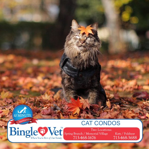 BingleVet's tweet photo. Worried about leaving your cat while going on vacation? Let your feline family member stay with us. Lots of room to play around. #Daycare reservation! #CatCondos
https://t.co/j1cSG4RqcG https://t.co/5eCJlhr954