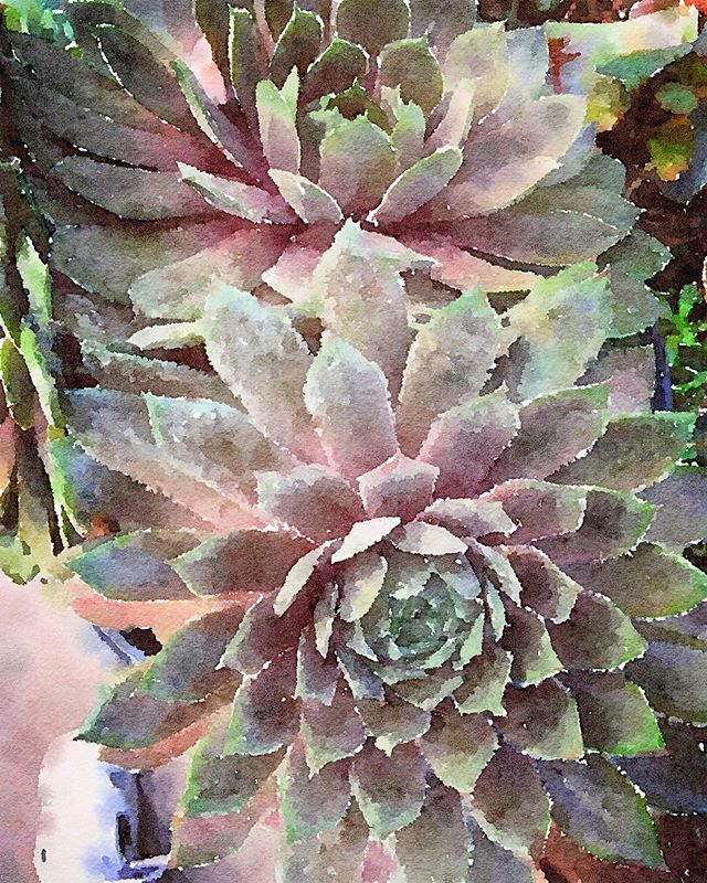 gardenersnotebk's tweet photo. Succulents in Watercolor via Instagram
https://t.co/zgtjhqyZse
#succulents #watercor #art #garden #gardening #nature #plants https://t.co/Nt2etHWXBc