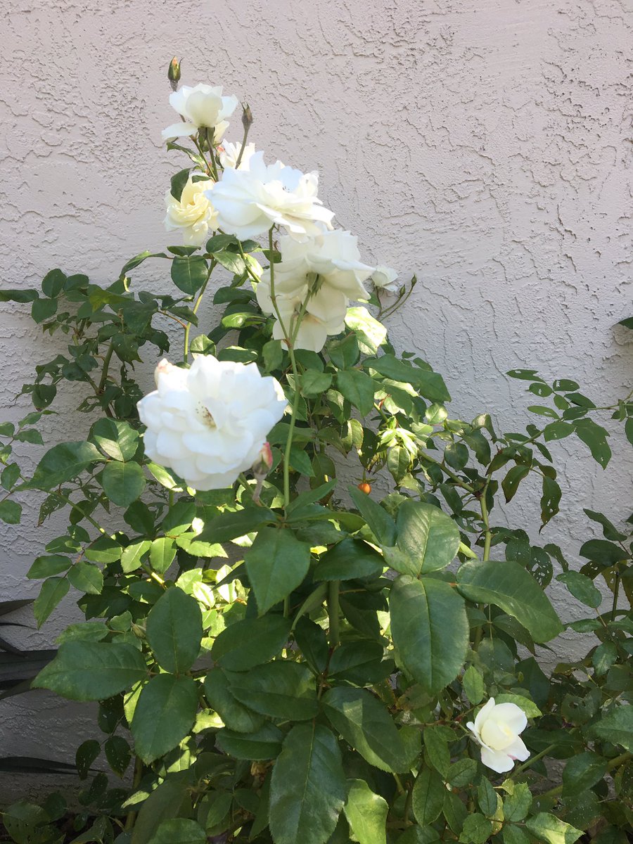 flowerpowerblg's tweet photo. Go on a walk, you may just stumble upon some beauty. #roses #flowers #beautifulflowers https://t.co/C1VXFNXNye