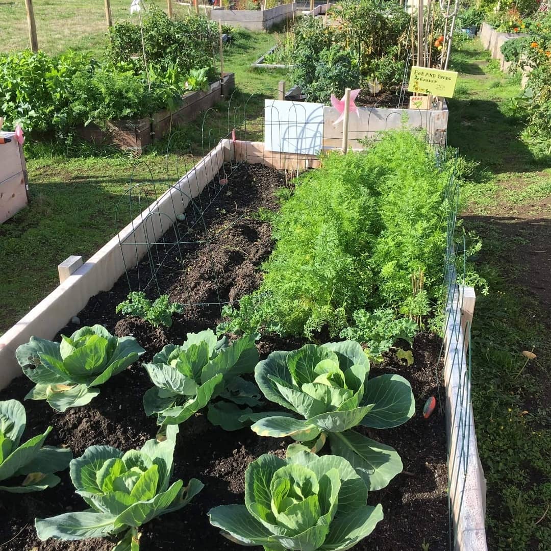 FarmtoSchoolBC's tweet photo. Colwood is a small ocean side community west of #Victoria home to a delightful community garden that is currently partnering with Wishart Elementary School. The garden is mostly made up of raised beds that are shared among community members and the students.
#f2sbc #f2smonth2019 https://t.co/P7Vqs19h29